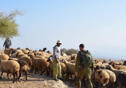مستوطنون يجبرون رعاة ماشية على ترك أراضيهم في الأغوار