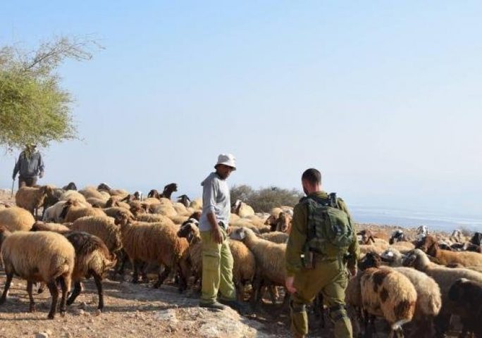 مستوطنون يجبرون رعاة ماشية على ترك أراضيهم في الأغوار