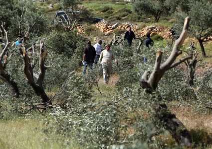 مستعمرون يقطعون أشجار الزيتون في بورين جنوب نابلس