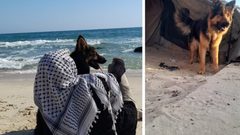 عالم يحنو على الكلاب... ويُشيح بوجهه عن شتات الفلسطينيين ودمائهم!