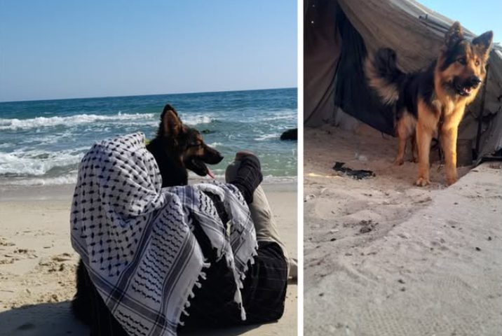 عالم يحنو على الكلاب... ويُشيح بوجهه عن شتات الفلسطينيين ودمائهم!