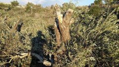 مستوطنون يقطعون أشجارا غرب نابلس