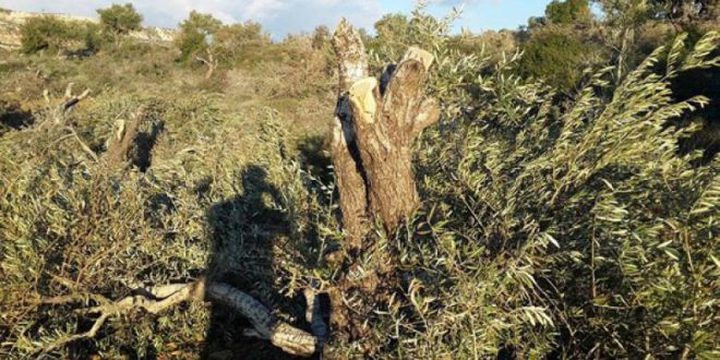 مستوطنون يقطعون أشجارا غرب نابلس