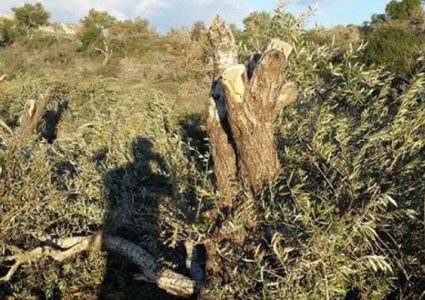 مستوطنون يقطعون أشجارا غرب نابلس