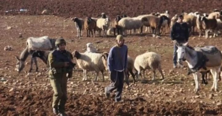 مستعمرون يرعون ابقارهم في اراضي زراعية في الاغوار الشمالية