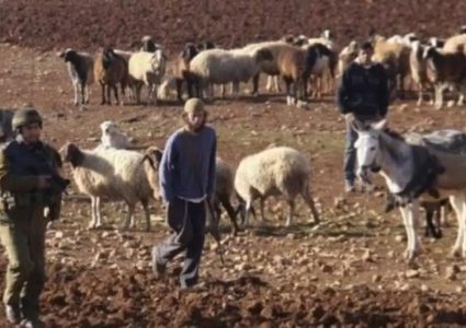 مستعمرون يرعون ابقارهم في اراضي زراعية في الاغوار الشمالية