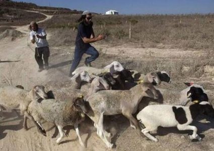 مستوطنون يطلقون ماشيتهم لتخريب مزروعات المواطنين جنوب الخليل