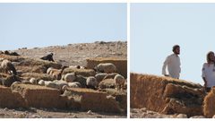 مستوطنون يطلقون مواشيهم بين منازل المواطنين في شلال العوجا شمال أريحا