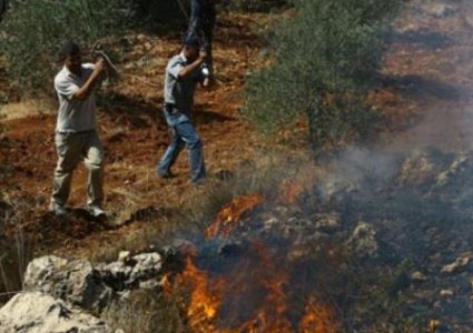 مستوطنون يحرقون أراض زراعية في بلدة سعير