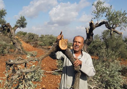 الاحتلال يواصل اقتحام قرية المغير شرق رام الله.. والمستوطنون يقتلعون آلاف أشجار