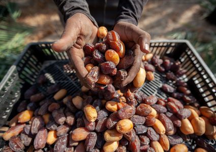 إنتاج التمور الفلسطينية لموسم 2025 يقدَّر بـ25.3 ألف طن