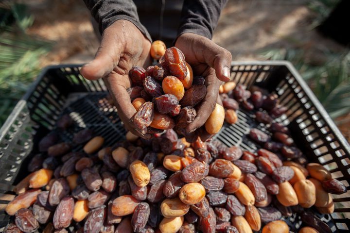 إنتاج التمور الفلسطينية لموسم 2025 يقدَّر بـ25.3 ألف طن