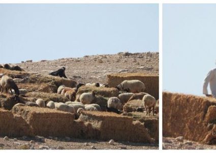 مستوطنون يطلقون أغنامهم بين منازل المواطنين في شلال العوجا شمال أريحا