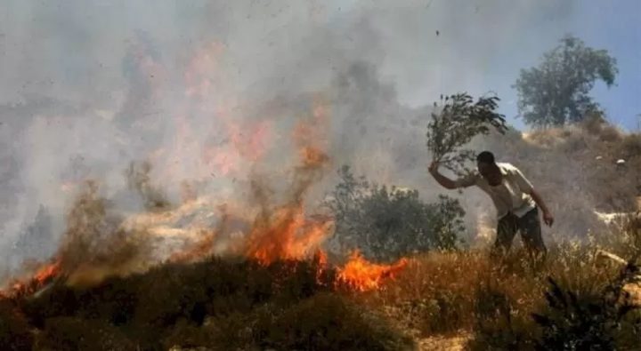 مستعمرون يحرقون اشجار زيتون في مسافر يطا