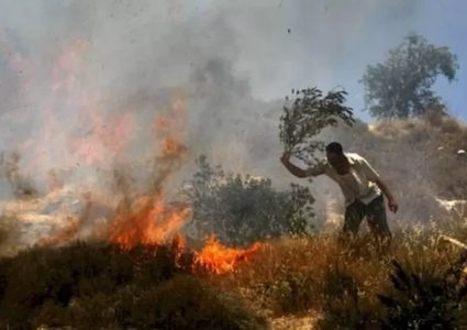 مستعمرون يحرقون اشجار زيتون في مسافر يطا