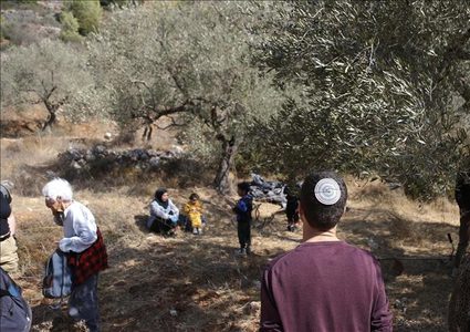 مستوطنون يقتلعون 50 شجرة زيتون معمّرة شرق قلقيلية