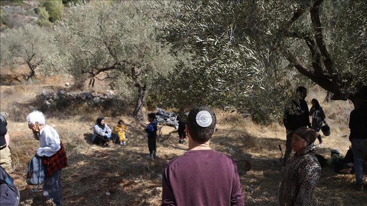 مستوطنون يقتلعون 50 شجرة زيتون معمّرة شرق قلقيلية