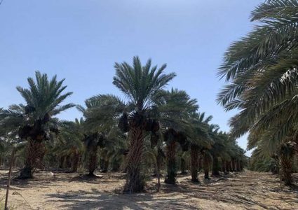 مستعمرون يعندون على اشجار نخيل في الاغوار الشمالية