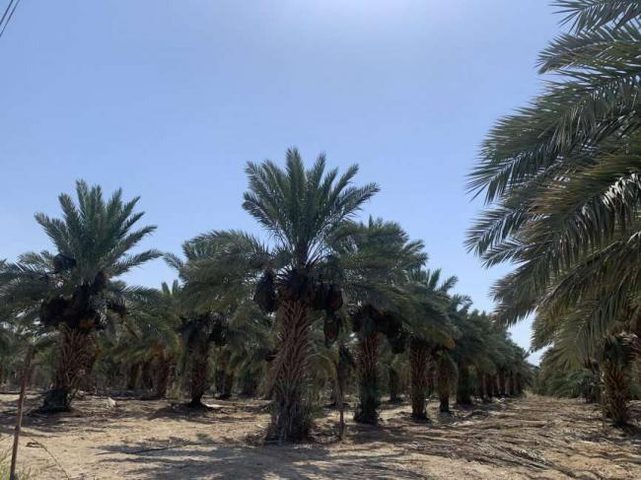 مستعمرون يعندون على اشجار نخيل في الاغوار الشمالية