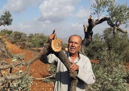 الاحتلال ومستوطنوه يقتلعون 150 شجرة زيتون في قرية ام الخير بمسافر يطا