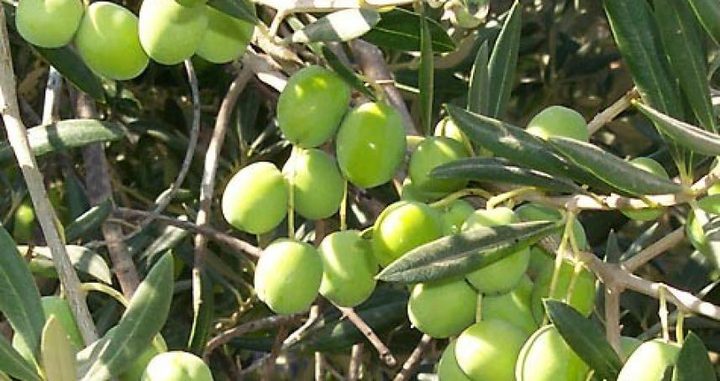 المفتي العام يدعو المزارعين إلى إخراج زكاة الزيت والزيتون