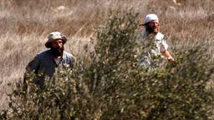 مستوطنون يهاجمون قاطفي الزيتون في عقربا جنوب نابلس