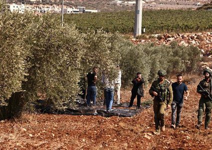 جنود الاحتلال والمستوطنون يهاجمون المزارعين أثناء قطف الزيتون شمال طولكرم