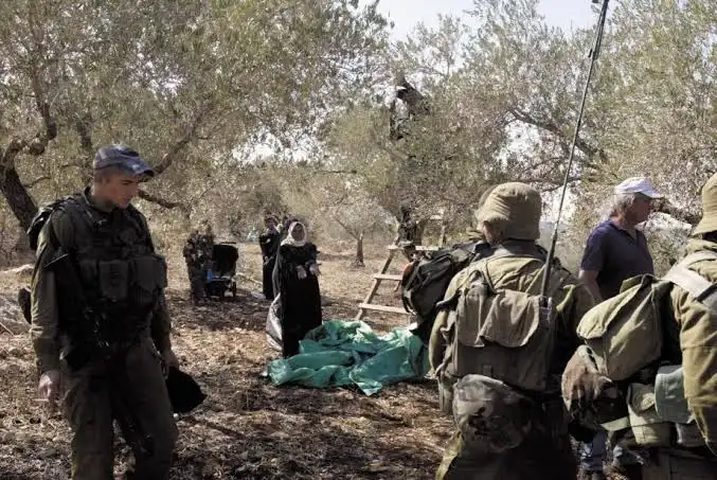 جيش الاحتلال والمستوطنين يعتدون على قاطفي الزيتون في كفر راعي جنوب جنين