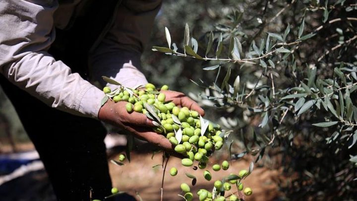 فياض: موسم الزيتون الحالي "شلتوني بامتياز" ... وارتفاع قياسي بأسعار الزيت
