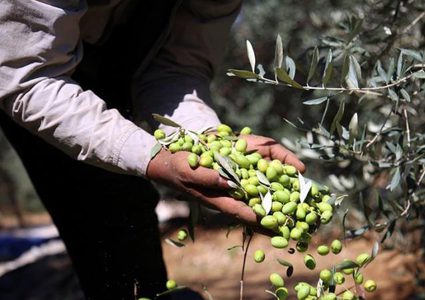 فياض: موسم الزيتون الحالي "شلتوني بامتياز" ... وارتفاع قياسي بأسعار الزيت