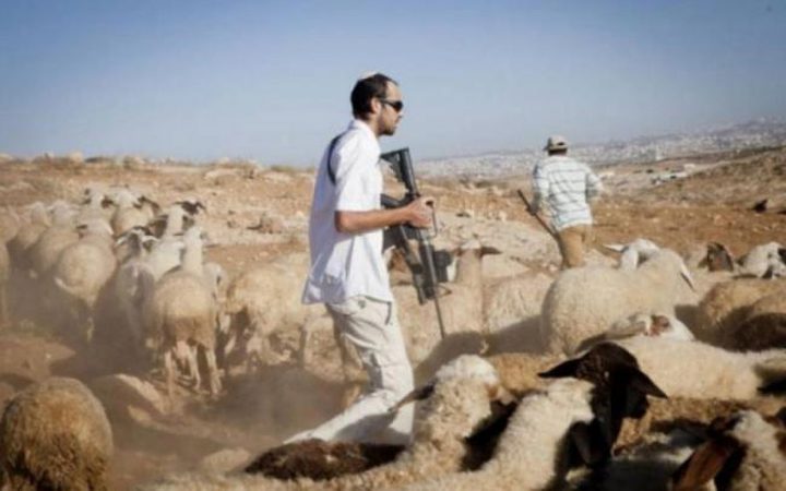 مستوطنون يرعون أبقارهم ومواشيهم في المغير شمال شرق رام الله