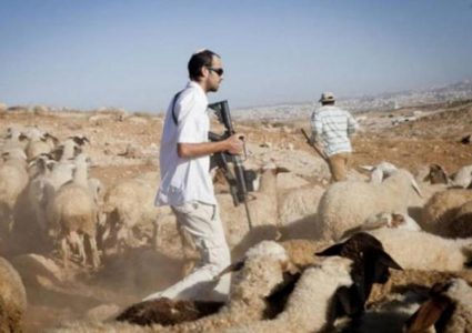 مستوطنون يرعون أبقارهم ومواشيهم في المغير شمال شرق رام الله