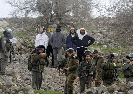 تصاعد اعتداءات المستوطنين خلال موسم الزيتون في الضفة وهآرتس تحذر من اهمال متعمد