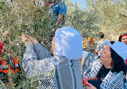 انطلاق فعاليات حملة قطف الزيتون 2025 في أراضي بيرزيت وعطارة