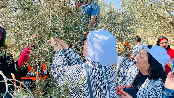 انطلاق فعاليات حملة قطف الزيتون 2025 في أراضي بيرزيت وعطارة