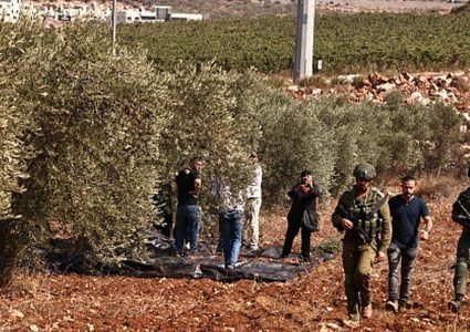 مستوطنون يهاجمون قاطفي الزيتون في بيت إكسا شمال غرب القدس