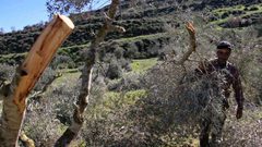 مستوطنون يقطعون عشرات أشجار الزيتون في أراضي المنيا جنوب بيت لحم