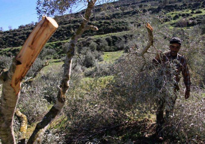 مستوطنون يقطعون عشرات أشجار الزيتون في أراضي المنيا جنوب بيت لحم