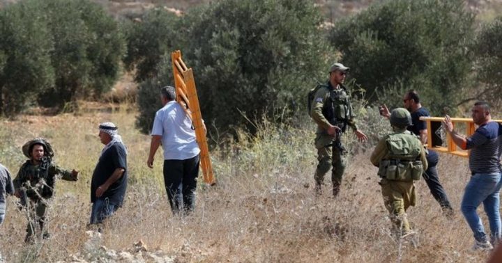مستوطنون يهاجمون المواطنين ويمنعونهم من قطف الزيتون في سنجل شمال رام الله