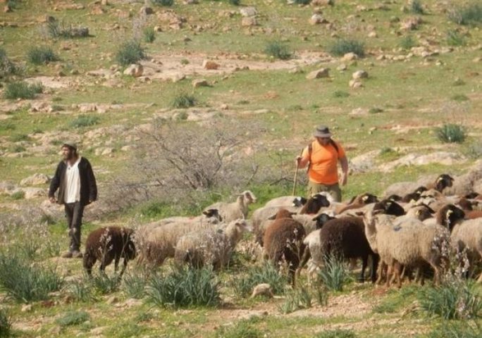 مستعمرون يعتدون على رعاة ماشية