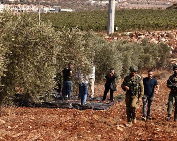 قوات الاحتلال تعتدي على قاطفي الزيتون في أراضيهم