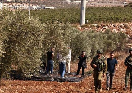 قوات الاحتلال تعتدي على قاطفي الزيتون في أراضيهم
