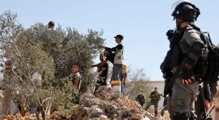 340 اعتداء نفذها الاحتلال والمستوطنون ضد قاطفي الزيتون منذ بداية الموسم