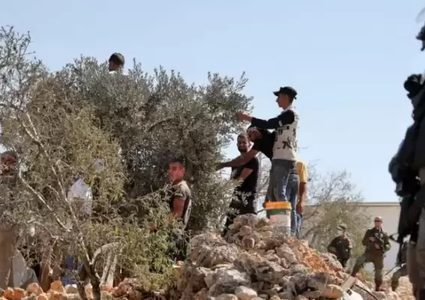 340 اعتداء نفذها الاحتلال والمستوطنون ضد قاطفي الزيتون منذ بداية الموسم