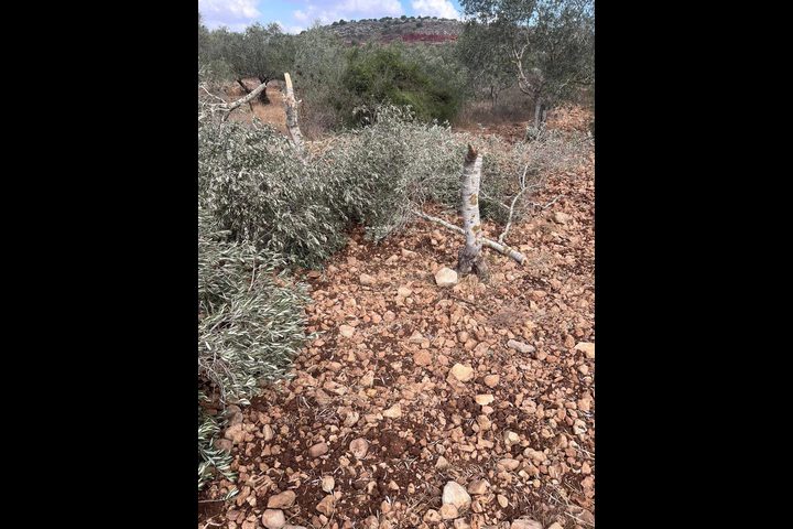 مستوطنون يكسرون 15 شجرة زيتون معمرة في سوسيا جنوب الخليل