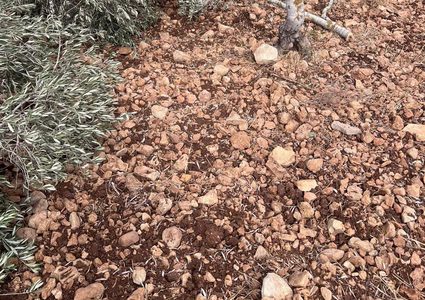 مستوطنون يكسرون 15 شجرة زيتون معمرة في سوسيا جنوب الخليل