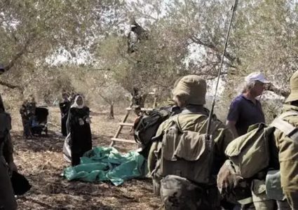 مستوطنون يسرقون ثمار الزيتون من أراضي عقربا جنوب نابلس