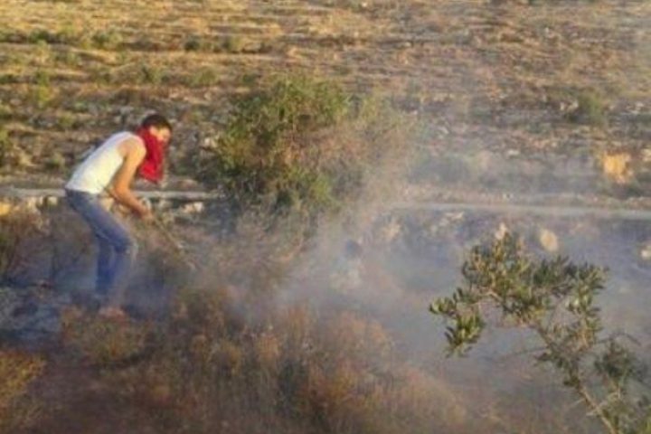 مستوطنون يحرقون أشجار زيتون في مجدل بني فاضل جنوب نابلس