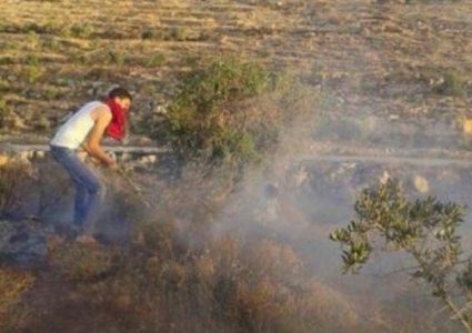مستوطنون يحرقون أشجار زيتون في مجدل بني فاضل جنوب نابلس