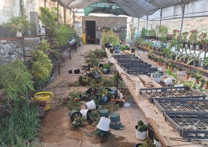 مستوطنون يهاجمون مشتلا ويتلفون محتوياته في دير شرف غرب نابلس